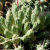 Cumulopuntia_boliviana_1